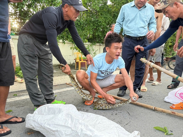 Phát hiện con trăn dài 2 m trên cây gần bến tàu du lịch Nha Trang- Ảnh 2. Phát hiện con trăn dài 2 m trên cây gần bến tàu du lịch Nha Trang- Ảnh 2.
