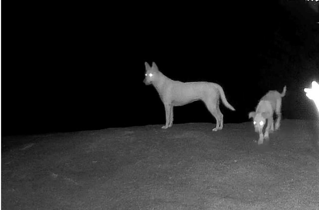 An Giang: “Khỉ trắng” nặng 80 kg ở Hòn Sơn... thực tế chỉ là chó nuôi - Ảnh 3.