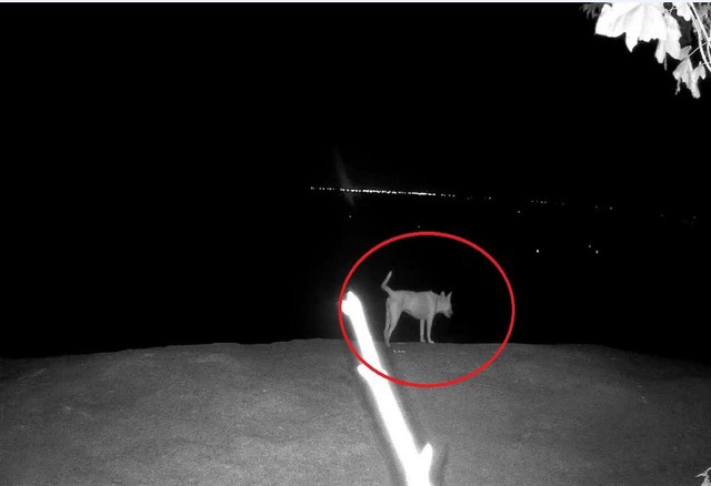 An Giang: “Khỉ trắng” nặng 80 kg ở Hòn Sơn... thực tế chỉ là chó nuôi - Ảnh 2.