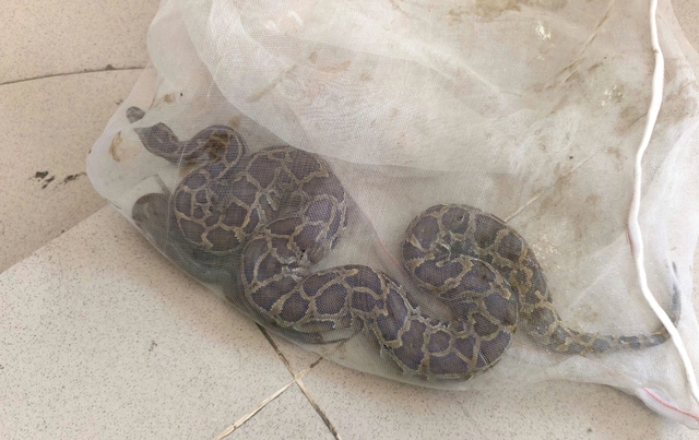 TP.HCM: Đặt dớn bắt cá, bất ngờ 'dính' …
