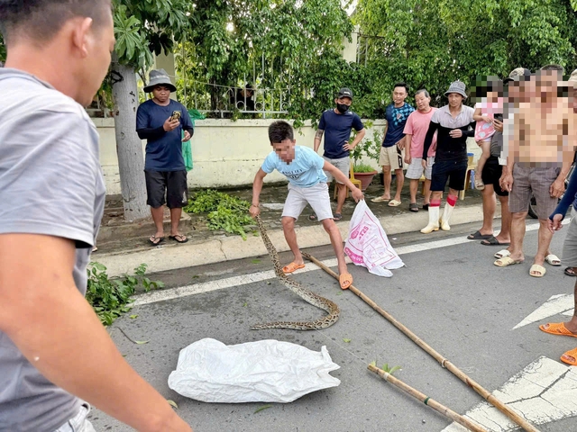 Người dân giao nộp con trăn gần bến tàu du lịch Nha Trang cho chính quyền - Ảnh 2.