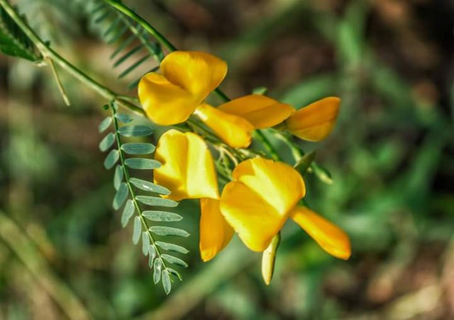 Bông điên điển: Dinh dưỡng và tác dụng với sức khỏe - Ảnh 1.