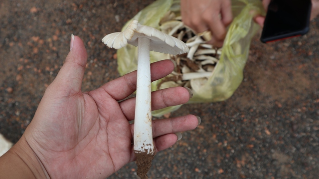 Thú săn ‘lộc trời’ nấm mối: May rủi, hiểm nguy và cuộc cạnh tranh thầm lặng- Ảnh 9. Thú săn ‘lộc trời’ nấm mối: May rủi, hiểm nguy và cuộc cạnh tranh thầm lặng- Ảnh 9.