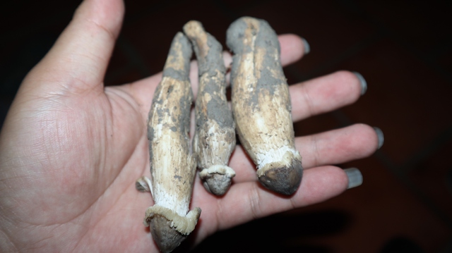 Thú săn ‘lộc trời’ nấm mối: May rủi, hiểm nguy và cuộc cạnh tranh thầm lặng- Ảnh 8. Thú săn ‘lộc trời’ nấm mối: May rủi, hiểm nguy và cuộc cạnh tranh thầm lặng- Ảnh 8.