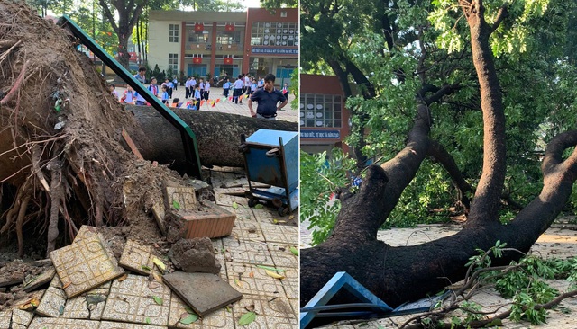 Đồng Nai: Cây xà cừ cao 20 m ở trường tiểu học bật gốc trong mưa- Ảnh 1. Đồng Nai: Cây xà cừ cao 20 m ở trường tiểu học bật gốc trong mưa- Ảnh 1.