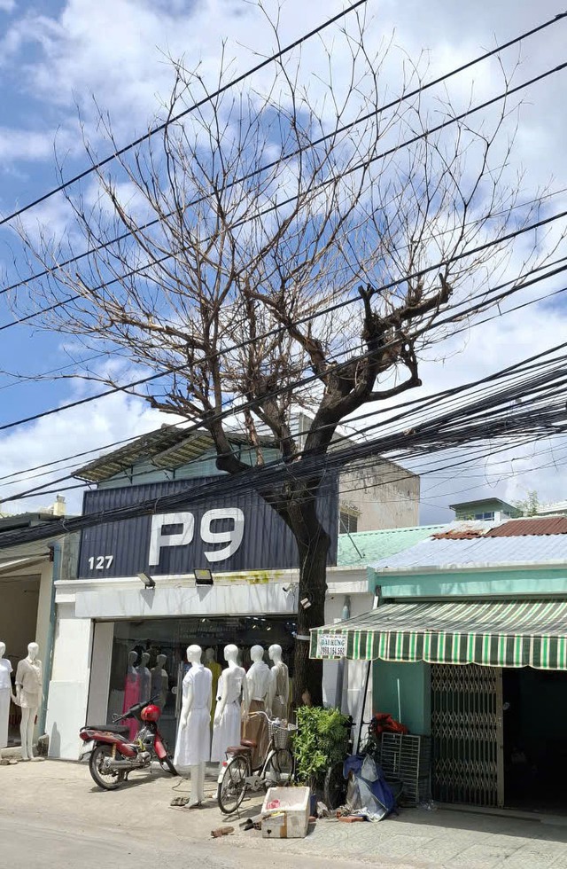 C&acirc;y chết kh&ocirc; l&acirc;u ng&agrave;y chưa được xử l&yacute; - Ảnh 2.