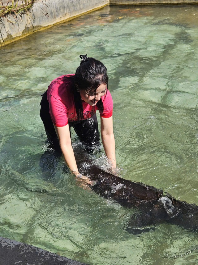 Cá tầm Siberi 50 kg nuôi ở Lai Châu góp mặt trong Tuần lễ nông sản Việt - Ảnh 2.