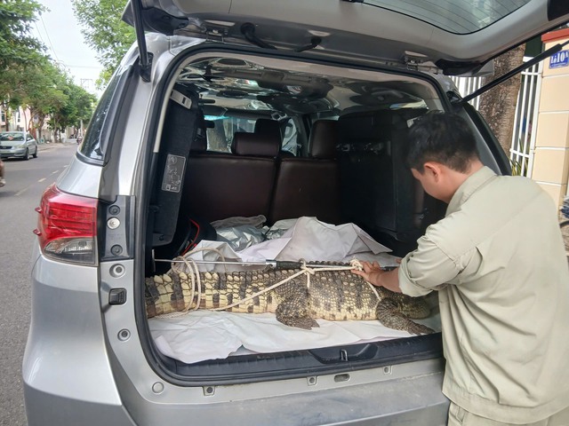 Cá sấu bò trong khu dân cư tạ…