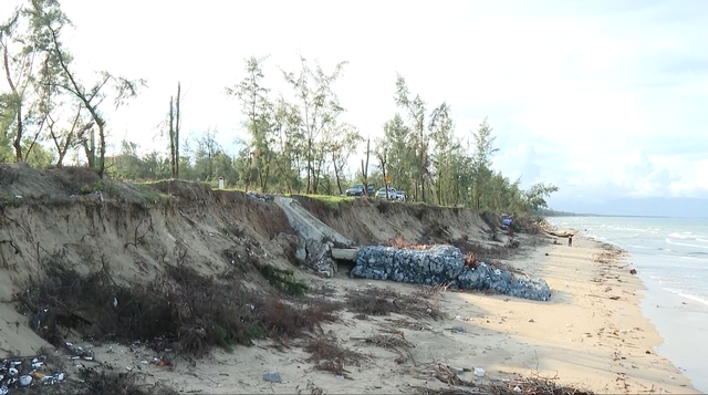 Sau nhiều trận bão, bờ biển Quảng Trị sạt lở nghiêm trọng- Ảnh 5. Sau nhiều trận bão, bờ biển Quảng Trị sạt lở nghiêm trọng- Ảnh 5.