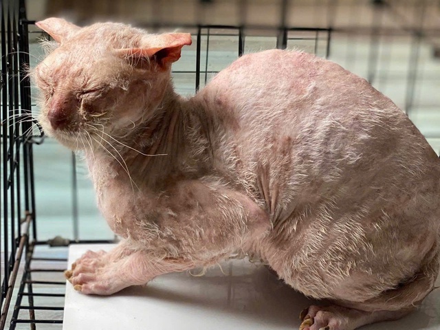 Thực trạng buồn của việc nuôi thú cưng theo trào lưu - Ảnh 1.