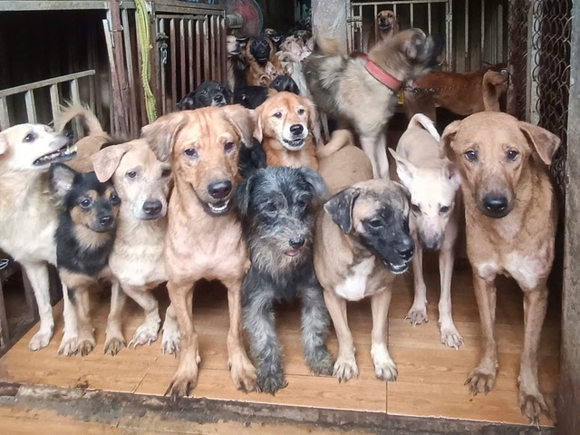 Thực trạng buồn của việc nuôi thú cưng theo trào lưu - Ảnh 3.