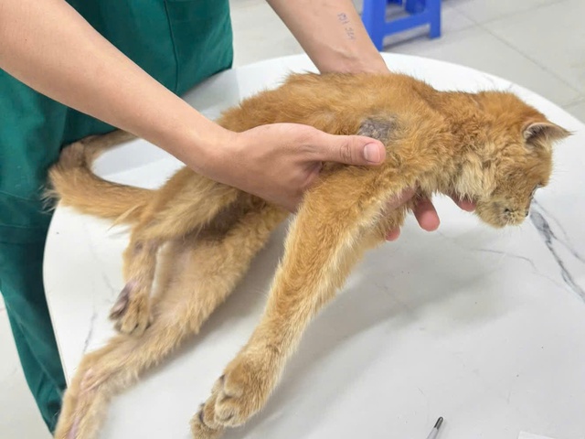 Thực trạng buồn của việc nuôi thú cưng theo trào lưu - Ảnh 4.