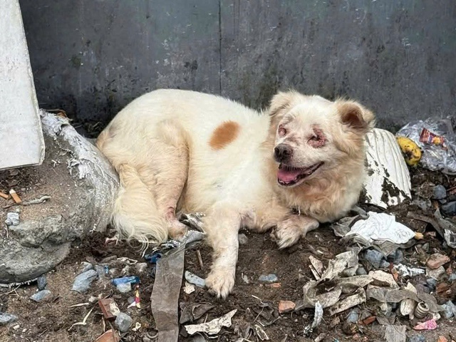 Thực trạng buồn của việc nuôi thú cưng theo trào lưu - Ảnh 5.