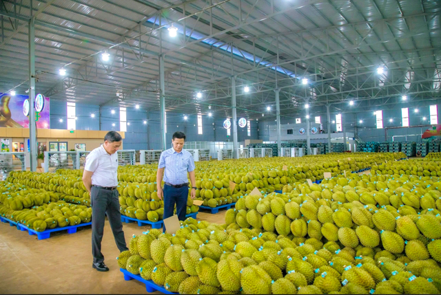 Người trồng sầu ri&ecirc;ng đau đầu v&igrave; gi&aacute; dầu, ph&acirc;n b&oacute;n tăng- Ảnh 1.