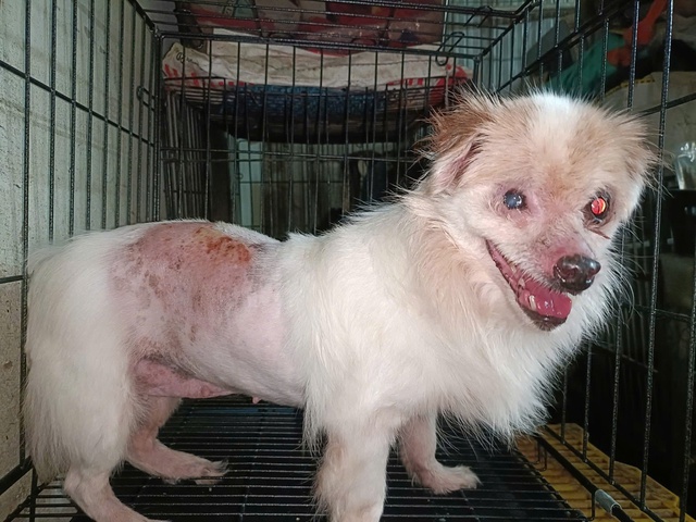 Thực trạng buồn của việc nuôi thú cưng theo trào lưu - Ảnh 2.