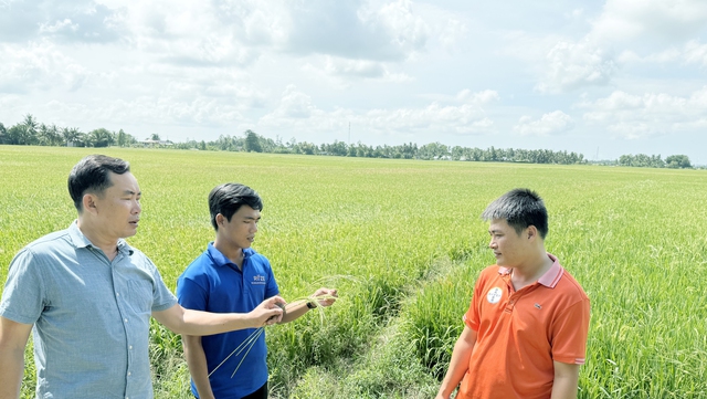 Bỏ sản xuất lúa nhỏ lẻ, nông dân miền Tây 'đổi đời' trên cánh đồng mẫu lớn- Ảnh 3. Bỏ sản xuất lúa nhỏ lẻ, nông dân miền Tây 'đổi đời' trên cánh đồng mẫu lớn- Ảnh 3.