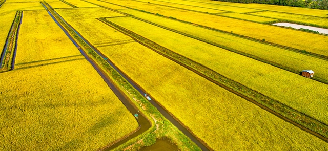 Bỏ sản xuất lúa nhỏ lẻ, nông dân miền Tây 'đổi đời' trên cánh đồng mẫu lớn- Ảnh 1. Bỏ sản xuất lúa nhỏ lẻ, nông dân miền Tây 'đổi đời' trên cánh đồng mẫu lớn- Ảnh 1.