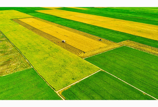 Bỏ sản xuất lúa nhỏ lẻ, nông dân miền Tây 'đổi đời' trên cánh đồng mẫu lớn- Ảnh 4. Bỏ sản xuất lúa nhỏ lẻ, nông dân miền Tây 'đổi đời' trên cánh đồng mẫu lớn- Ảnh 4.