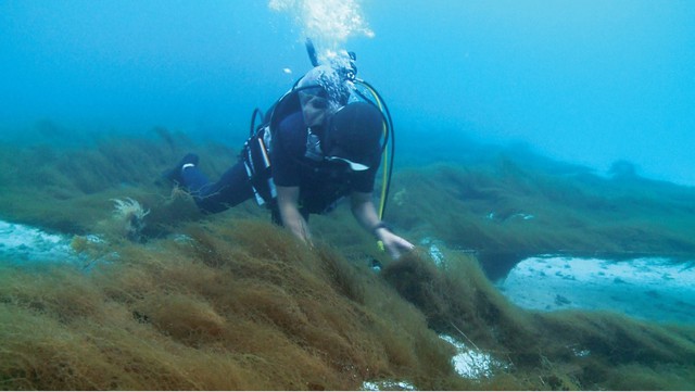 - Ảnh 1. - Ảnh 1.