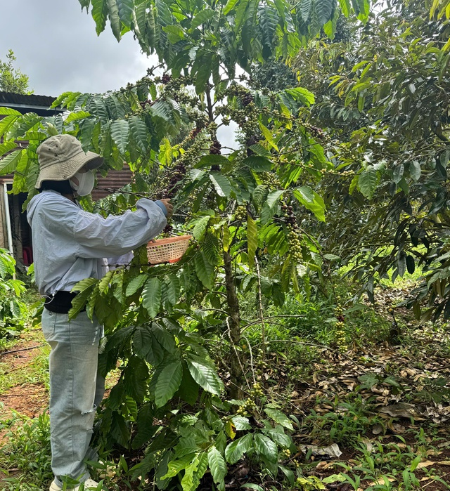 Nông dân thấp thỏm vì mưa lũ bất thường- Ảnh 1. Nông dân thấp thỏm vì mưa lũ bất thường- Ảnh 1.