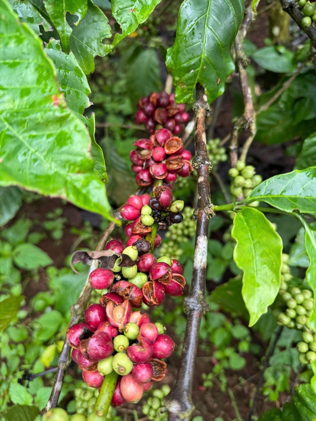 Thuế đối ứng, mưa lớn k&eacute;o d&agrave;i c&oacute; thể khiến gi&aacute; c&agrave; ph&ecirc; tăng trở lại - Ảnh 1.