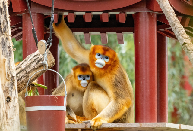 Khỉ lông vàng kế thừa 'ngoại giao gấu trúc' của Trung Quốc  - Ảnh 1.