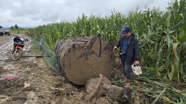 Ph&aacute; bờ s&ocirc;ng Ayun khai th&aacute;c gỗ lạ g&acirc;y x&ocirc;n xao địa phương Gia Lai - Ảnh 3.