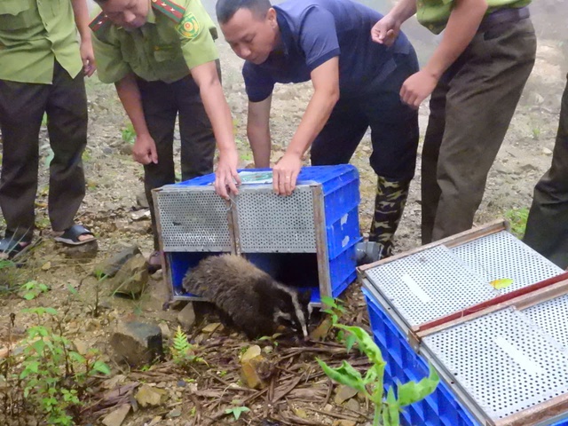 Tái thả 91 động vật rừng nguy cấp, quý hiếm về Vườn Quốc gia Tam Đảo - Ảnh 2.
