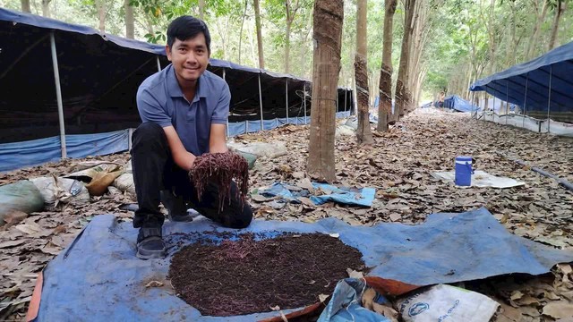 Vương tr&ugrave;n quế - Ảnh 1.