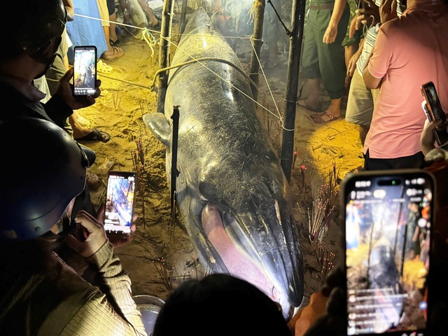 Xác cá voi dài 4 m trôi dạt vào bờ biển Đà Nẵng - Ảnh 2. Xác cá voi dài 4 m trôi dạt vào bờ biển Đà Nẵng - Ảnh 2.