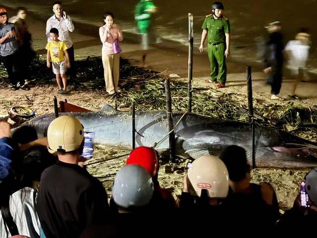 Xác cá voi dài 4 m trôi dạt vào bờ biển Đà Nẵng - Ảnh 1. Xác cá voi dài 4 m trôi dạt vào bờ biển Đà Nẵng - Ảnh 1.