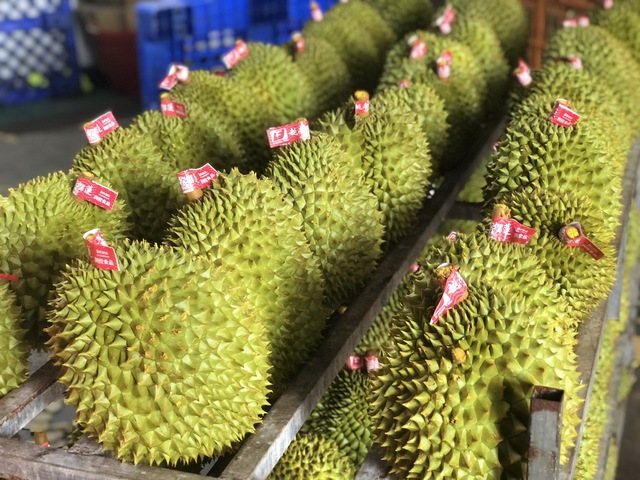 Chính phủ yêu cầu làm rõ trách nhiệm vì để xuất khẩu sầu riêng gián đoạn  - Ảnh 1.