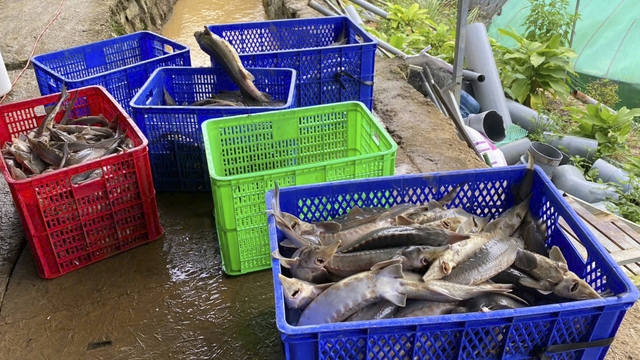 Quả đồi sạt lở, đất tràn xuống trại nuôi cá tầm, thiệt hại gần 8 tỉ đồng- Ảnh 1. Quả đồi sạt lở, đất tràn xuống trại nuôi cá tầm, thiệt hại gần 8 tỉ đồng- Ảnh 1.