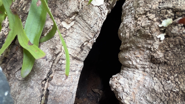 Cội bạch mai cổ thụ trăm tuổi và những câu chuyện Kỳ diệu tại chùa Gò - Ảnh 3. Cội bạch mai cổ thụ trăm tuổi và những câu chuyện Kỳ diệu tại chùa Gò - Ảnh 3.