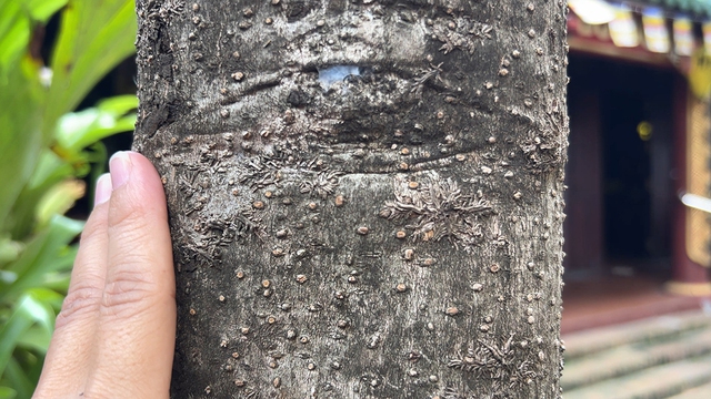 Cội bạch mai cổ thụ trăm tuổi và những câu chuyện Kỳ diệu tại chùa Gò - Ảnh 4. Cội bạch mai cổ thụ trăm tuổi và những câu chuyện Kỳ diệu tại chùa Gò - Ảnh 4.