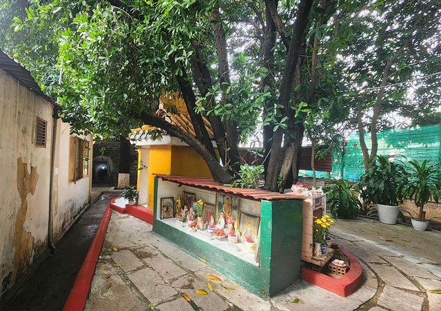 Cội bạch mai cổ thụ trăm tuổi và những câu chuyện Kỳ diệu tại chùa Gò - Ảnh 6. Cội bạch mai cổ thụ trăm tuổi và những câu chuyện Kỳ diệu tại chùa Gò - Ảnh 6.