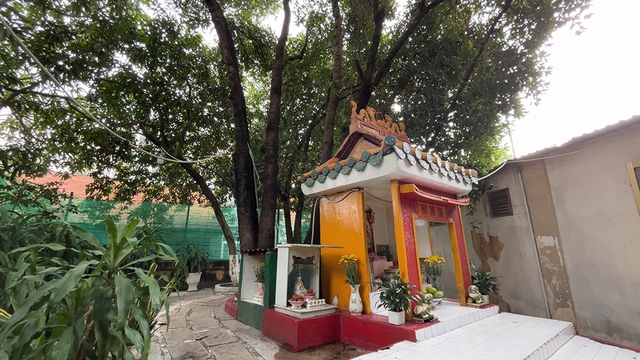 Cội bạch mai cổ thụ trăm tuổi và những câu chuyện Kỳ diệu tại chùa Gò - Ảnh 7. Cội bạch mai cổ thụ trăm tuổi và những câu chuyện Kỳ diệu tại chùa Gò - Ảnh 7.