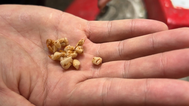 Cội bạch mai cổ thụ trăm tuổi và những câu chuyện Kỳ diệu tại chùa Gò - Ảnh 5. Cội bạch mai cổ thụ trăm tuổi và những câu chuyện Kỳ diệu tại chùa Gò - Ảnh 5.