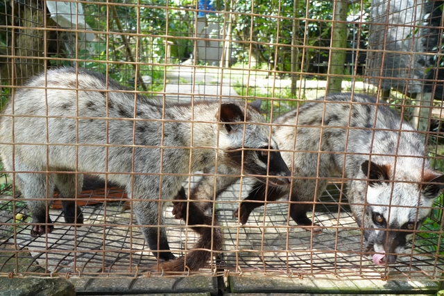 Kỹ Thuật Đà Năng