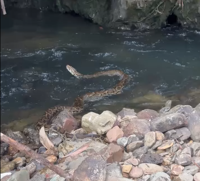 Trăn gấm 'khủng' vào vườn nhà người dân ở Huế tấn công gà, vịt- Ảnh 2. Trăn gấm 'khủng' vào vườn nhà người dân ở Huế tấn công gà, vịt- Ảnh 2.