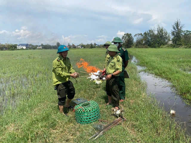 Hàng ngàn que tre dính keo bẫy chim trờ…