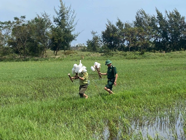 Hàng ngàn que tre dính keo bẫy chim trời giữa đồng Hoàn Lão- Ảnh 2. Hàng ngàn que tre dính keo bẫy chim trời giữa đồng Hoàn Lão- Ảnh 2.