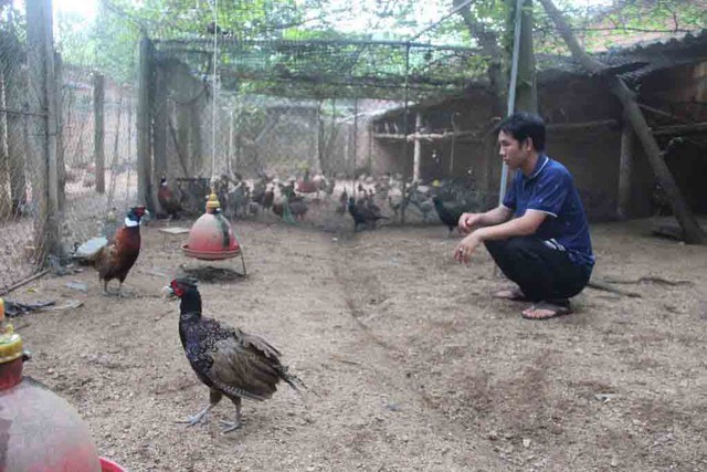 Bỏ phố về quê nuôi chim trĩ, kỹ sư trẻ thu nhập hàng tỉ đồng- Ảnh 1. Bỏ phố về quê nuôi chim trĩ, kỹ sư trẻ thu nhập hàng tỉ đồng- Ảnh 1.