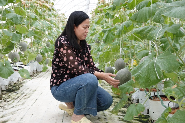 Người phụ nữ miền Tây trồng dưa lưới kết hợp làm du lịch- Ảnh 2.