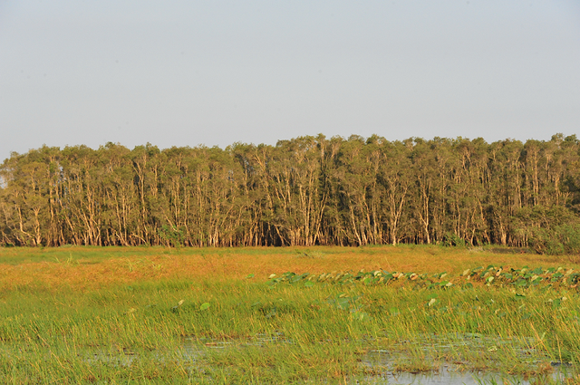 Mở rộng Khu bảo tồn Đồng Tháp Mười để chim có nơi cư ngụ- Ảnh 1.