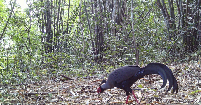 Phát hiện gấu ngựa và gà tiền mặt đỏ tại Vườn quốc gia Chư Mom Ray - Ảnh 3.