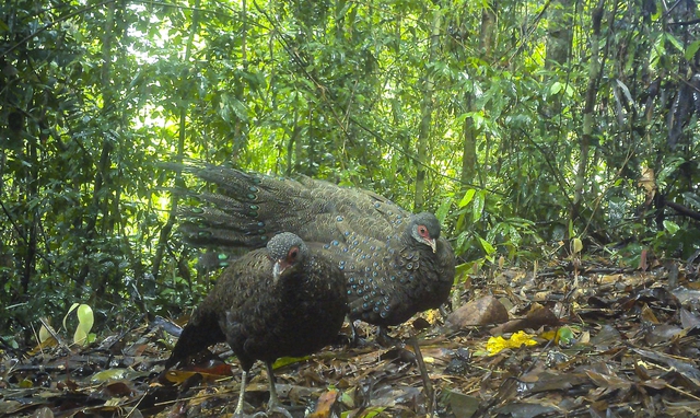 Phát hiện gấu ngựa và gà tiền mặt đỏ tại Vườn quốc gia Chư Mom Ray - Ảnh 1.