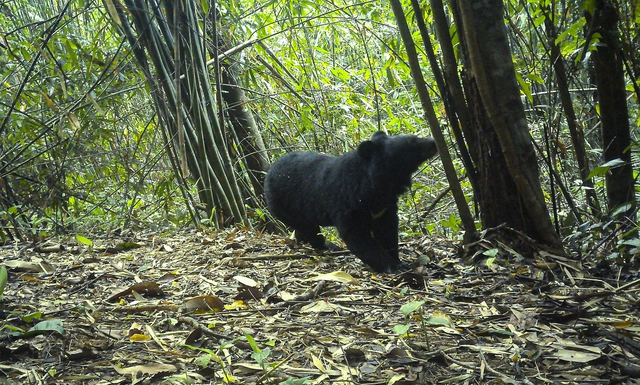 Phát hiện gấu ngựa và gà tiền mặt đỏ tại Vườn quốc gia Chư Mom Ray - Ảnh 2.