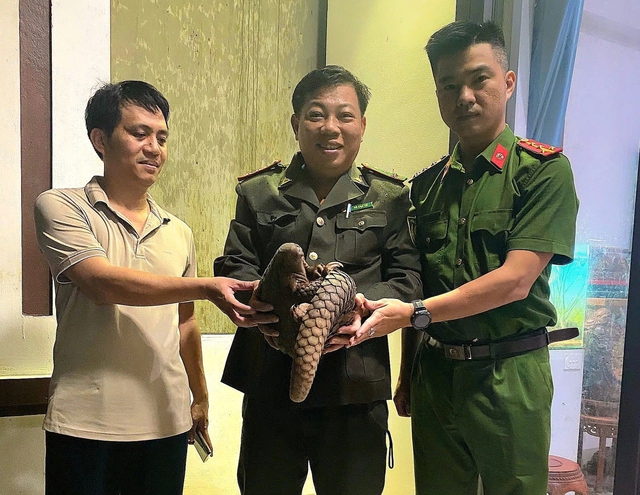 Quảng Trị: Tê tê xuất hiện giữa đường phố, được người dân đưa đi giao nộp - Ảnh 1.