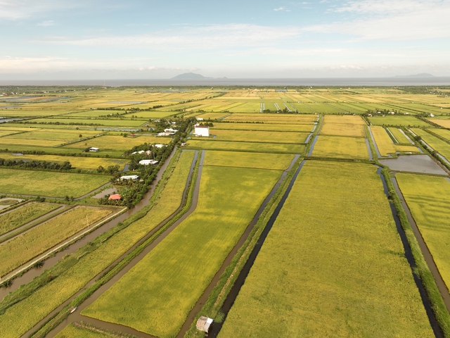 V&igrave; sao Gạo &Ocirc;ng Cua ST25 ngon kh&ocirc;ng loại gạo n&agrave;o s&aacute;nh được? - Ảnh 4.